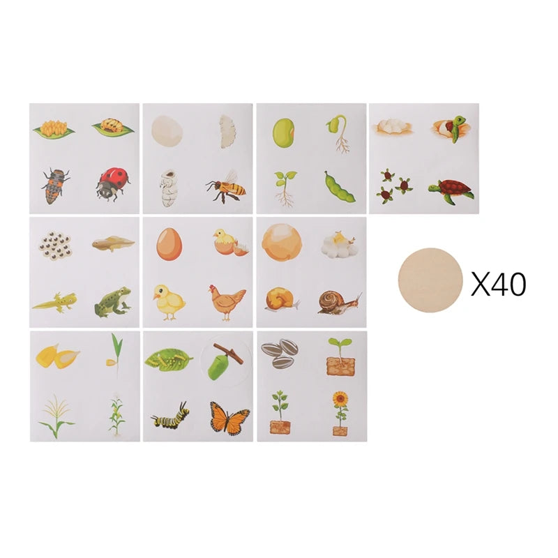 MontessoriNest Teaching Set